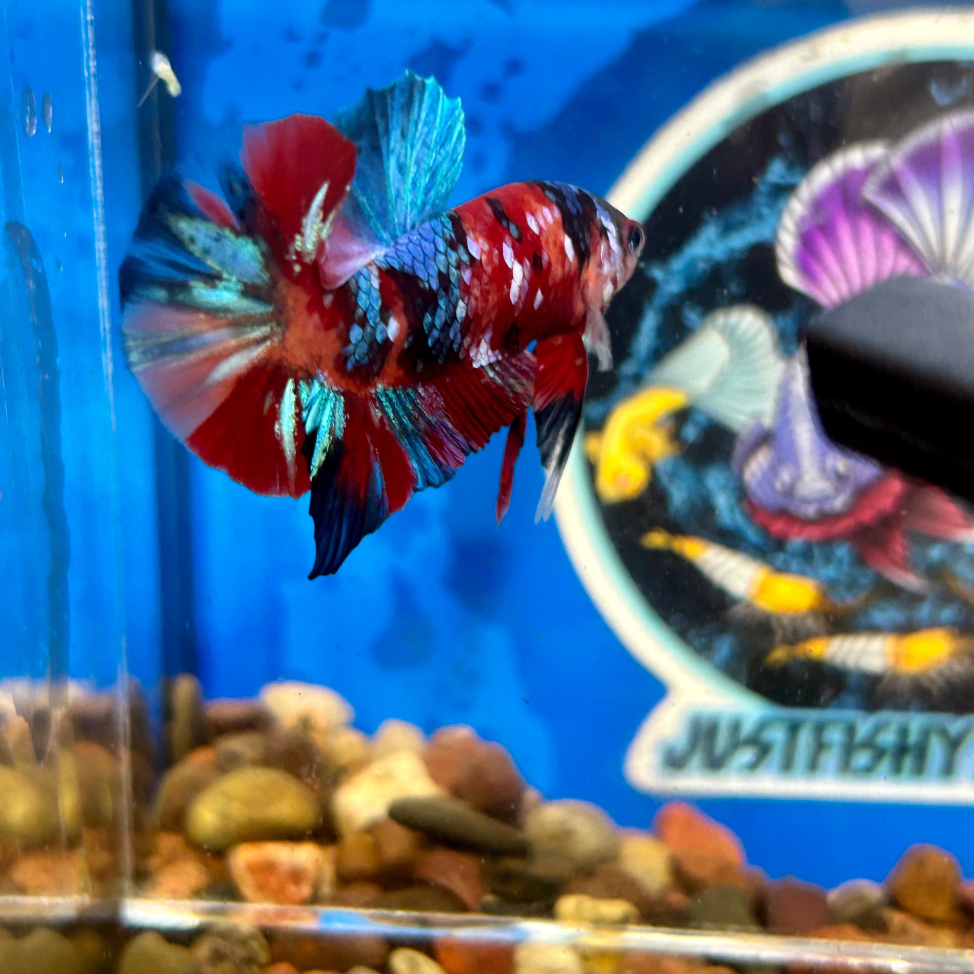 Koi Multicolor Plakat - Male Betta 082