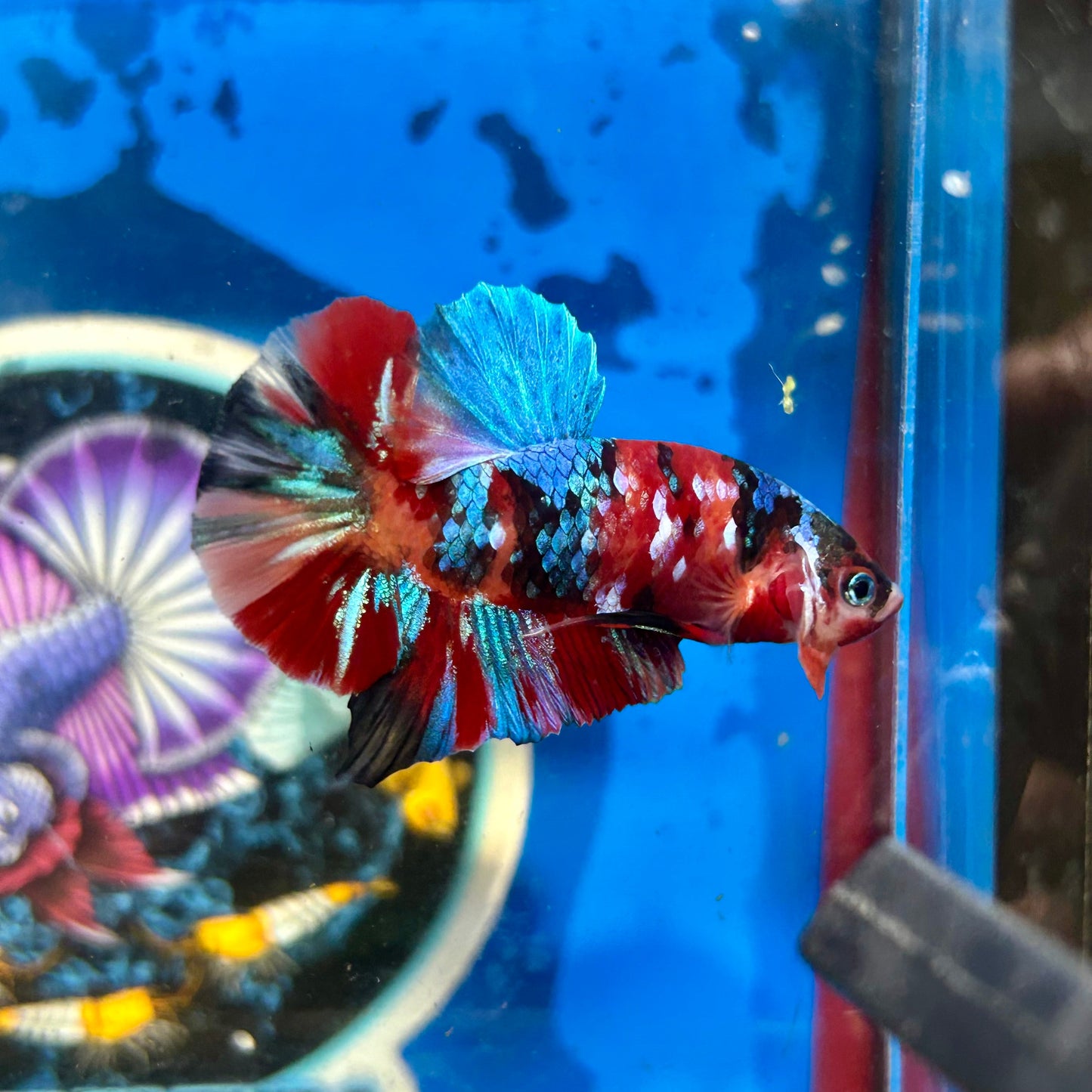 Koi Multicolor Plakat - Male Betta 082