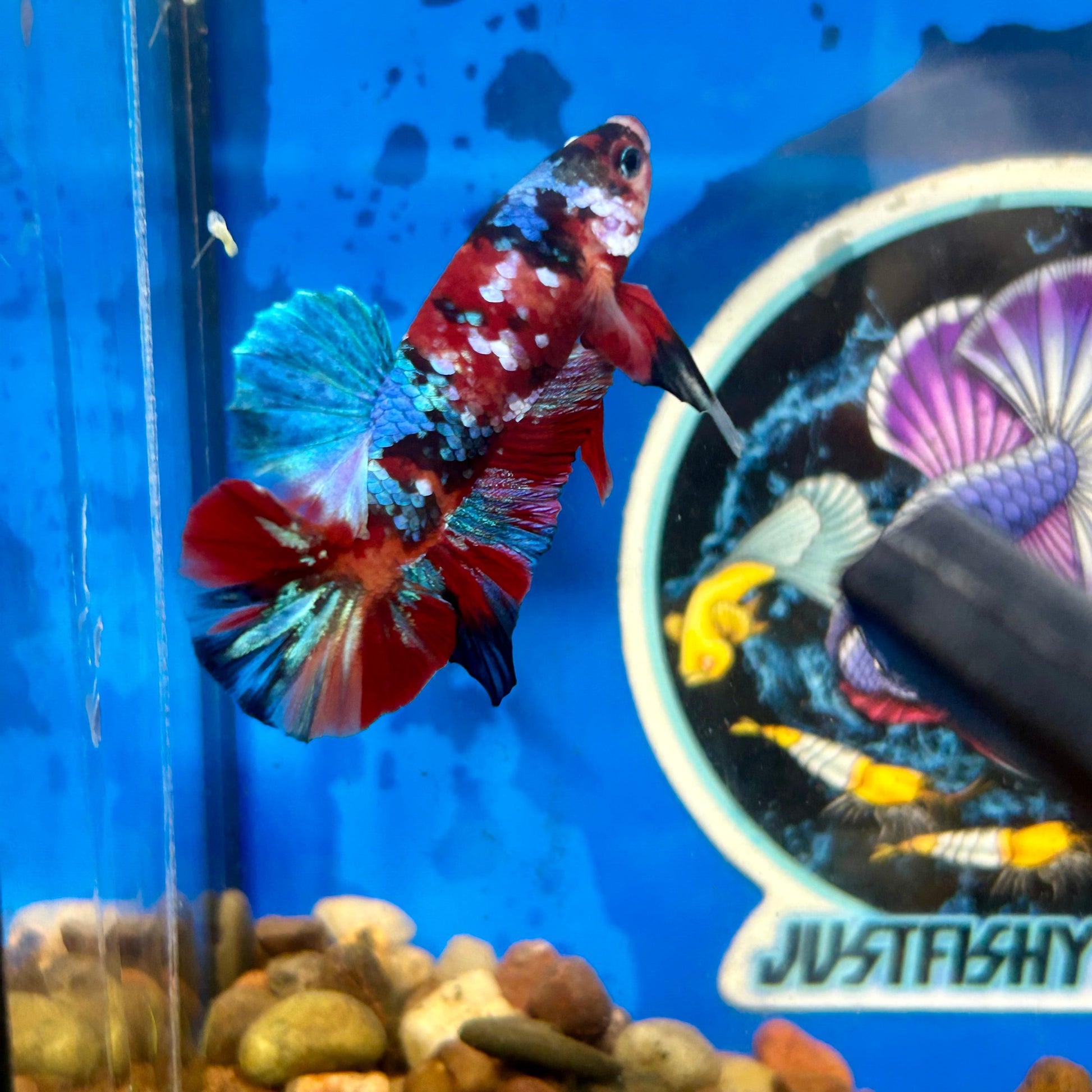 Koi Multicolor Plakat - Male Betta 082