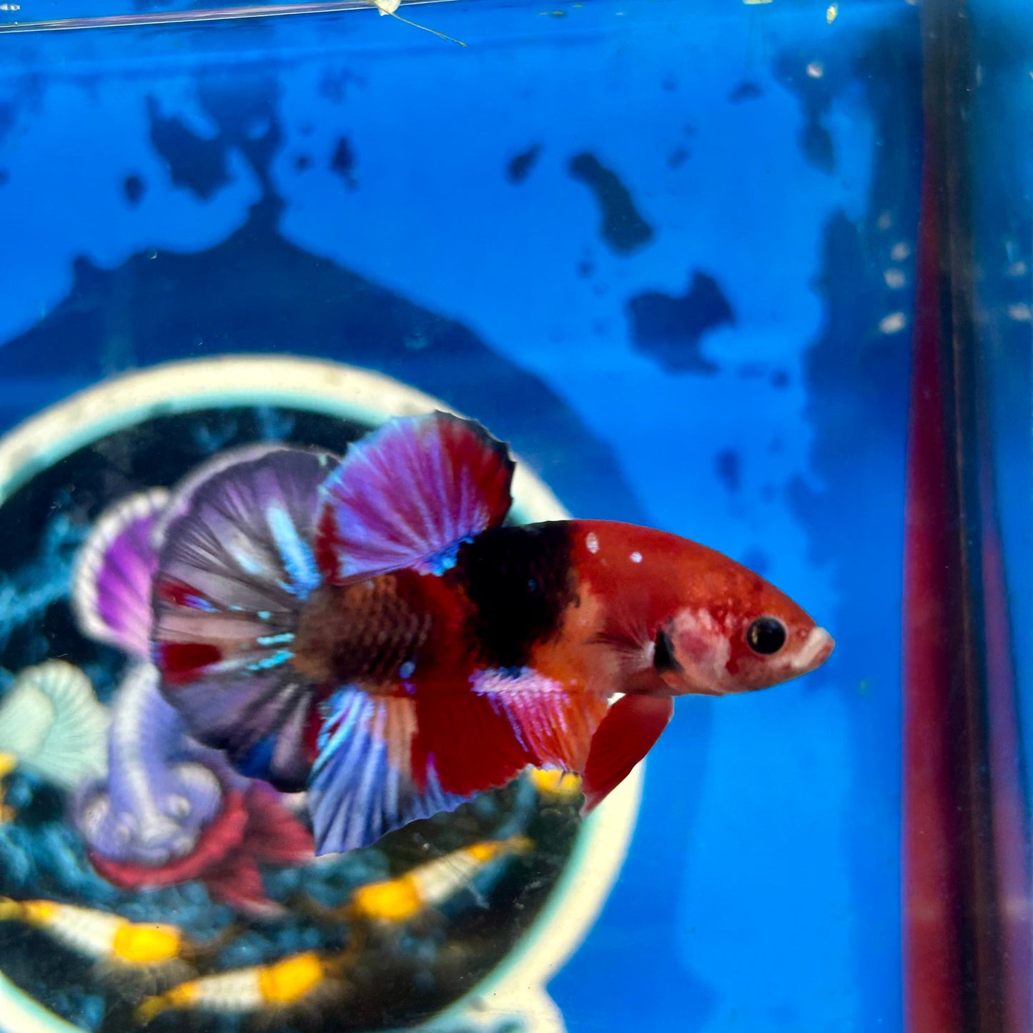 Koi Multicolor Plakat - Male Betta 122