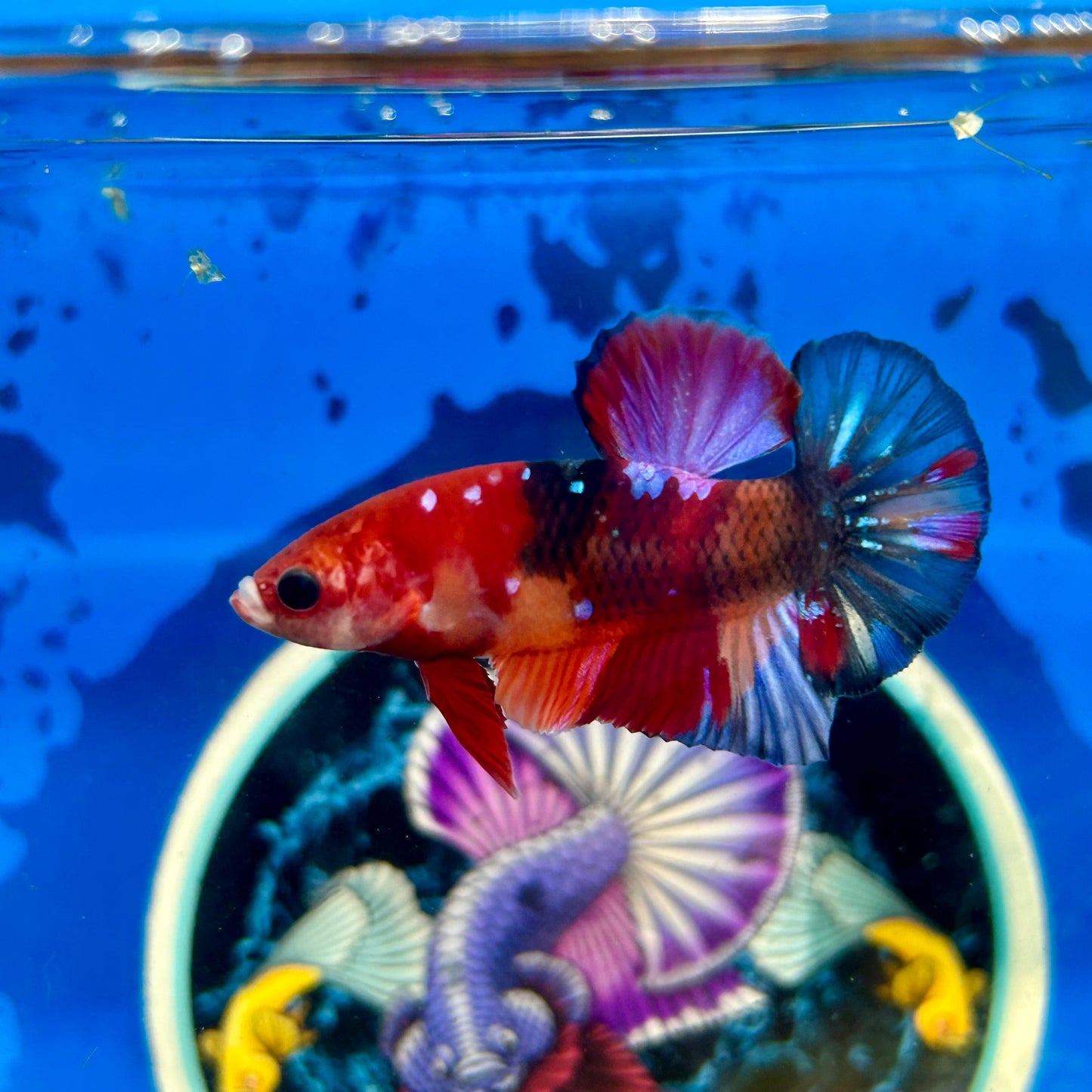 Koi Multicolor Plakat - Male Betta 122