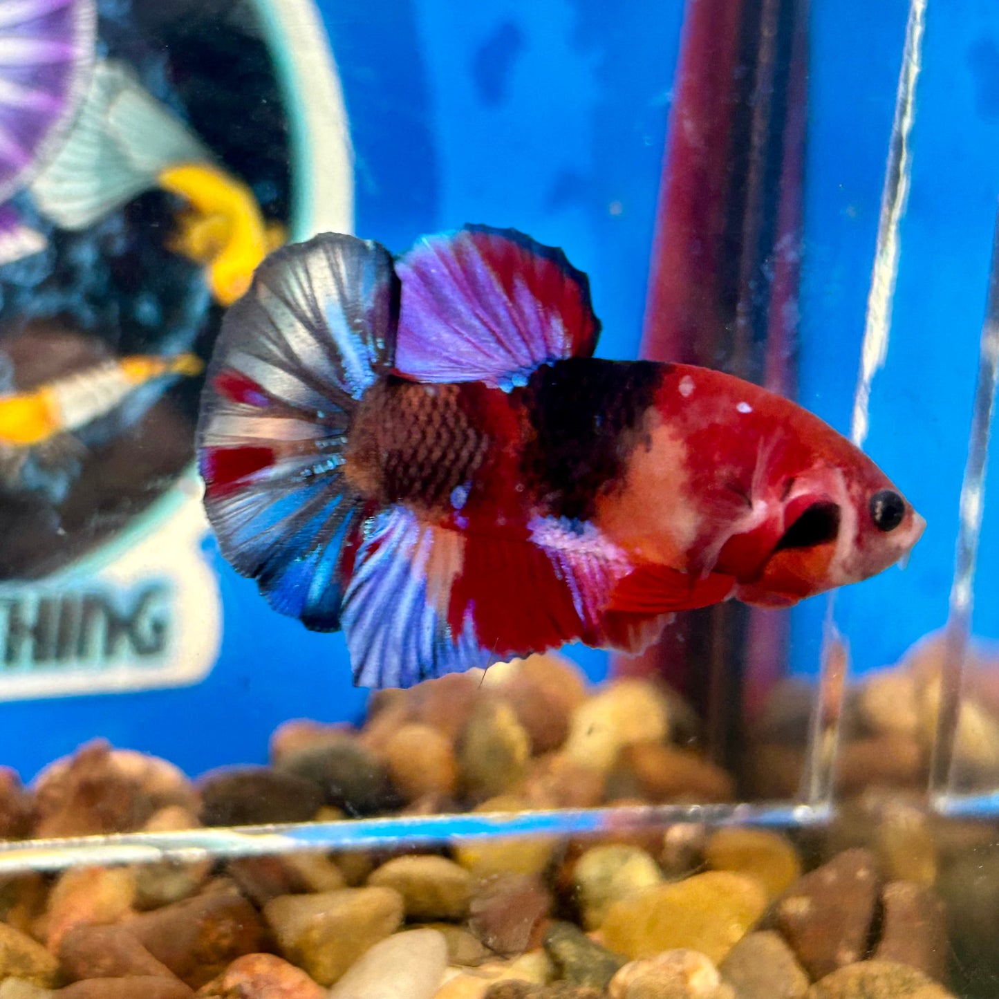 Koi Multicolor Plakat - Male Betta 122