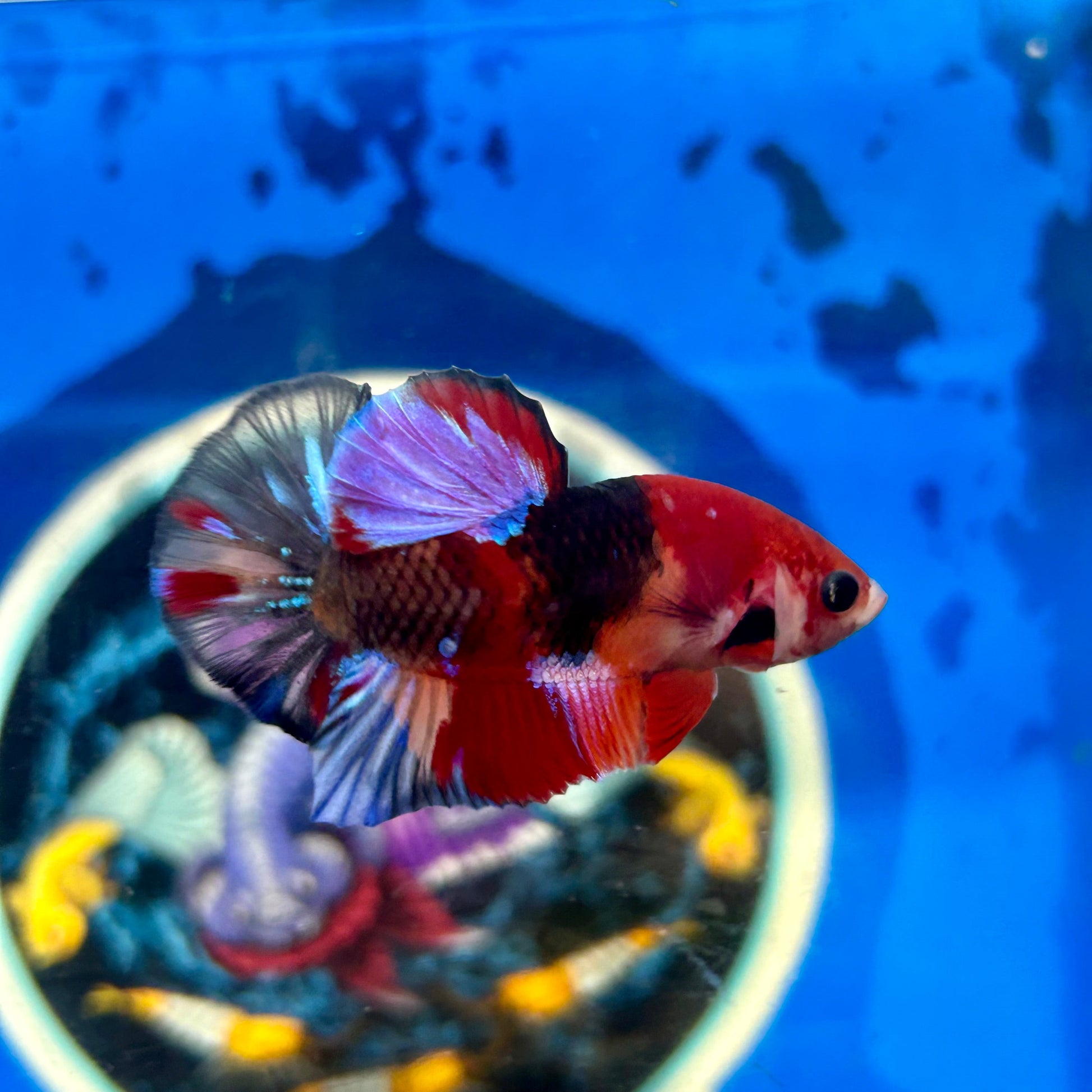 Koi Multicolor Plakat - Male Betta 122