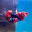 Koi Multicolor Plakat - Male Betta 188