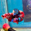 Koi Multicolor Plakat - Male Betta 188
