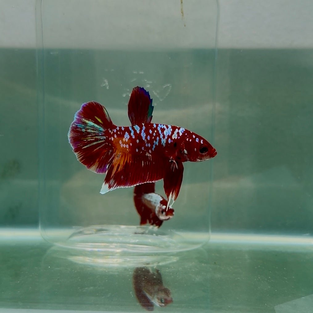 Koi Multicolor Plakat - Male Betta 188