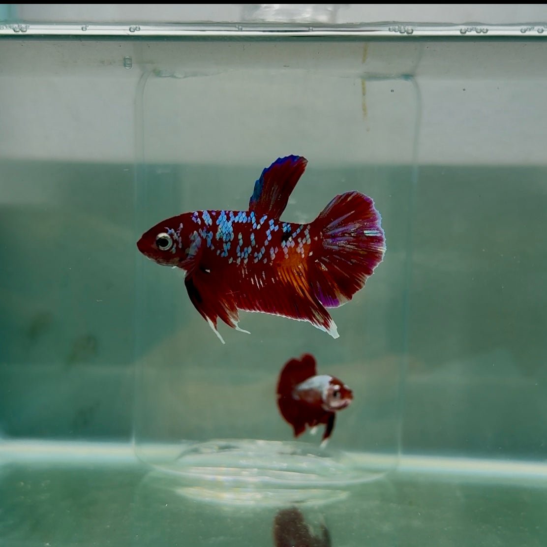 Koi Multicolor Plakat - Male Betta 188