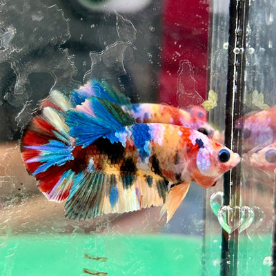 Koi Multicolor Plakat - Male Betta 197