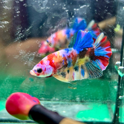 Koi Multicolor Plakat - Male Betta 197