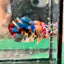 Koi Multicolor Plakat - Male Betta 197
