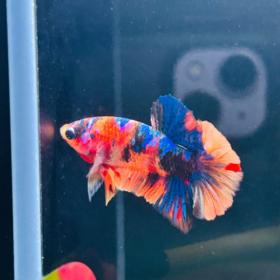 Koi Multicolor Plakat - Male Betta A112