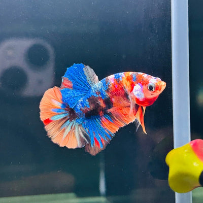 Koi Multicolor Plakat - Male Betta A112