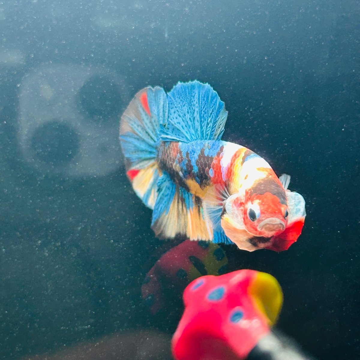Koi Multicolor Plakat - Male Betta A147