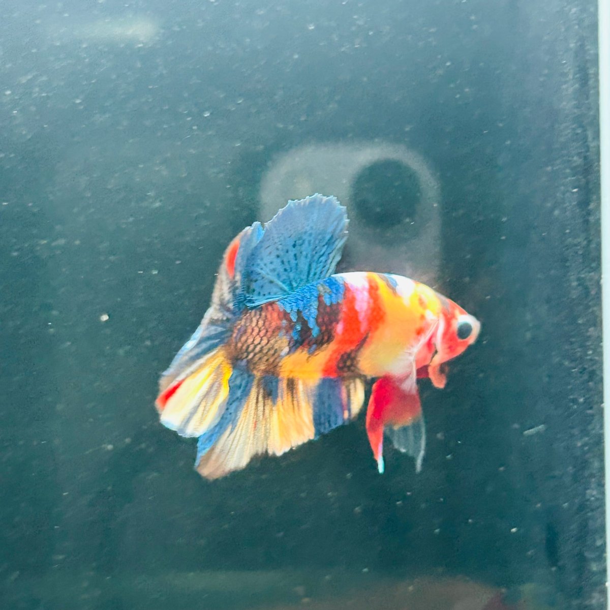 Koi Multicolor Plakat - Male Betta A147
