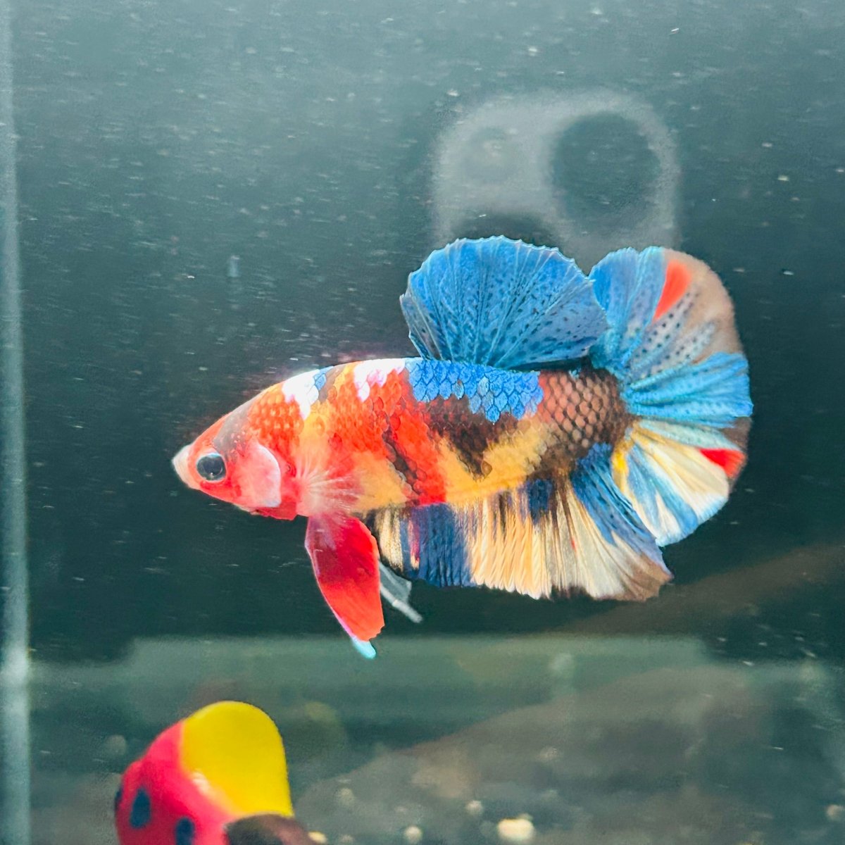 Koi Multicolor Plakat - Male Betta A147