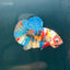 Koi Multicolor Plakat - Male Betta A147