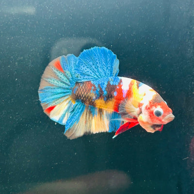 Koi Multicolor Plakat - Male Betta A147