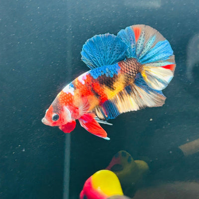 Koi Multicolor Plakat - Male Betta A147