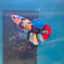Koi Multicolor Plakat - Male Betta A81