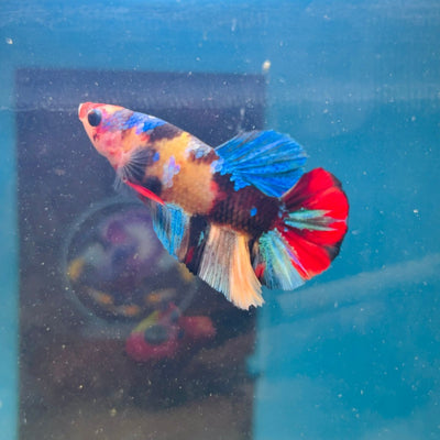 Koi Multicolor Plakat - Male Betta A81