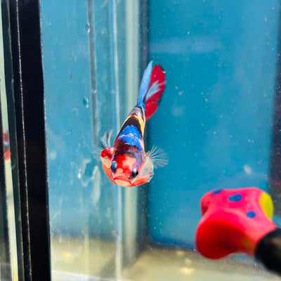 Koi Multicolor Plakat - Male Betta A81