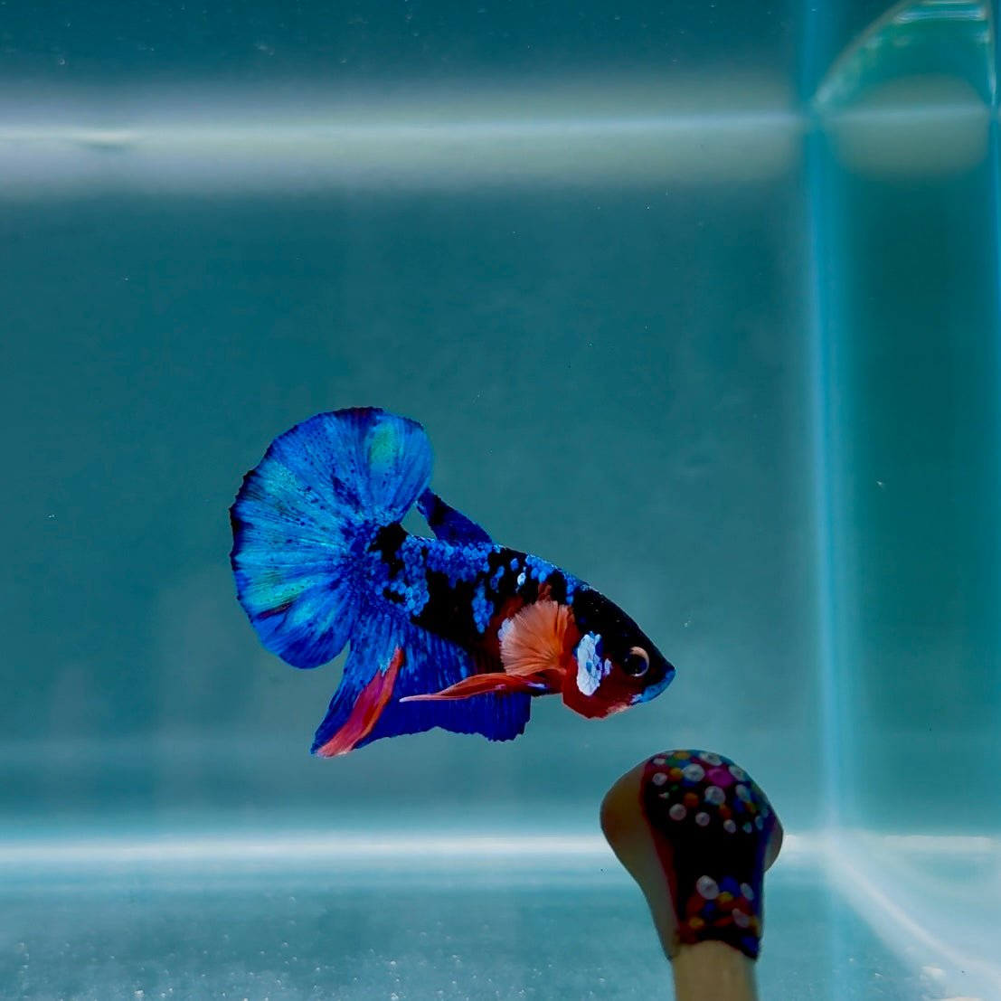 Koi Multicolor S18 Plakat - Male Betta