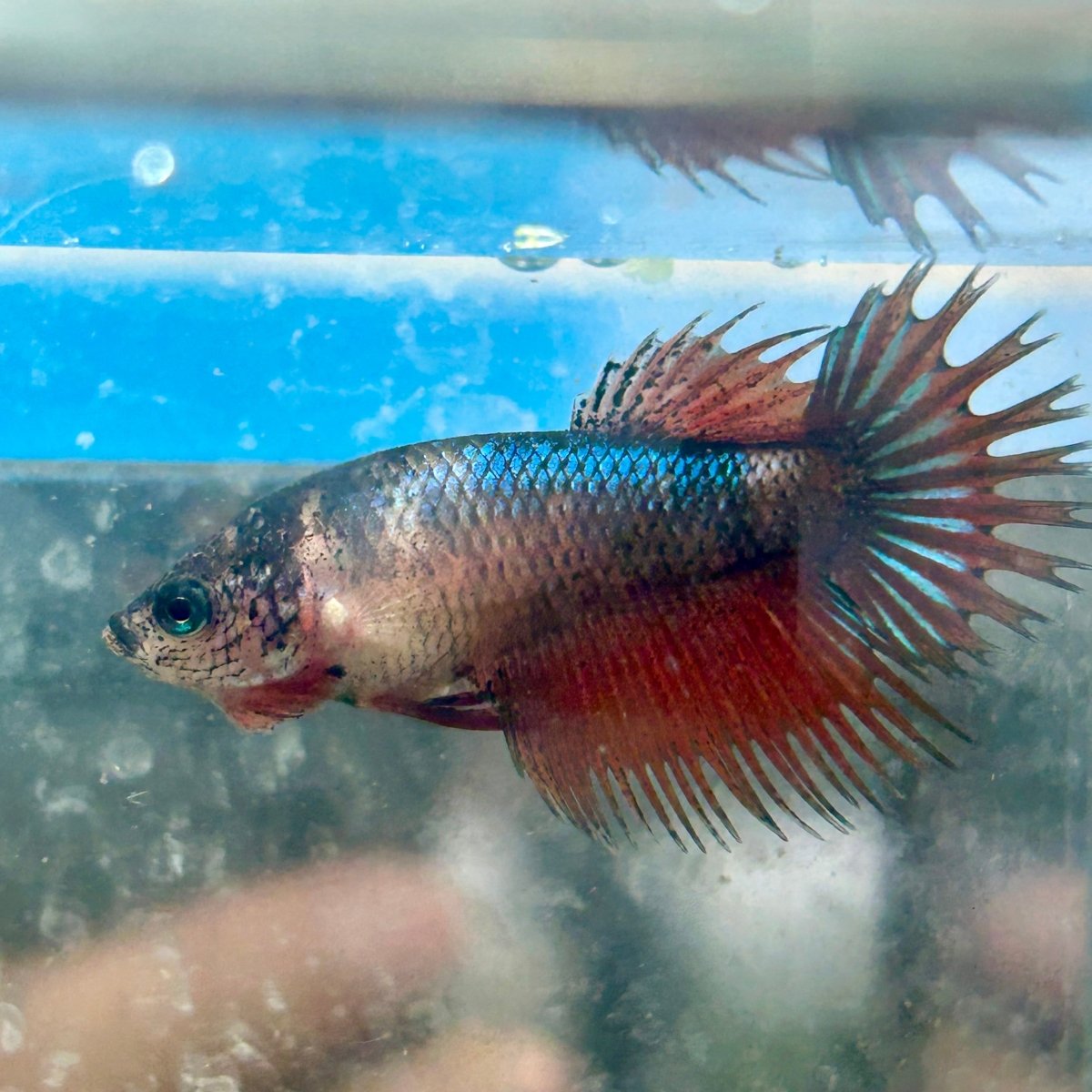Koi Mustard Crowntail - Female Betta