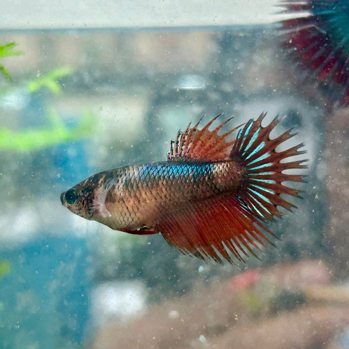 Koi Mustard Crowntail - Female Betta