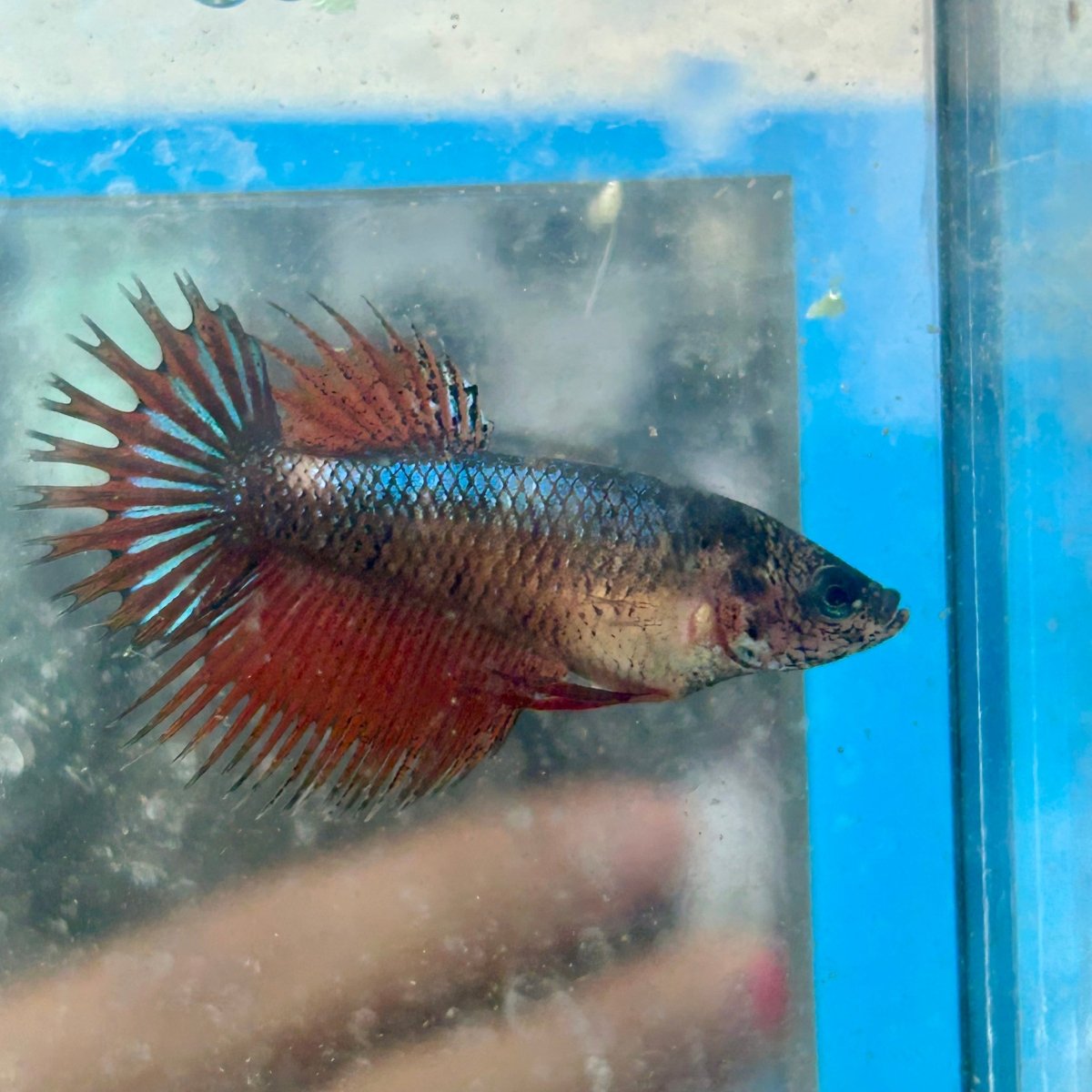 Koi Mustard Crowntail - Female Betta