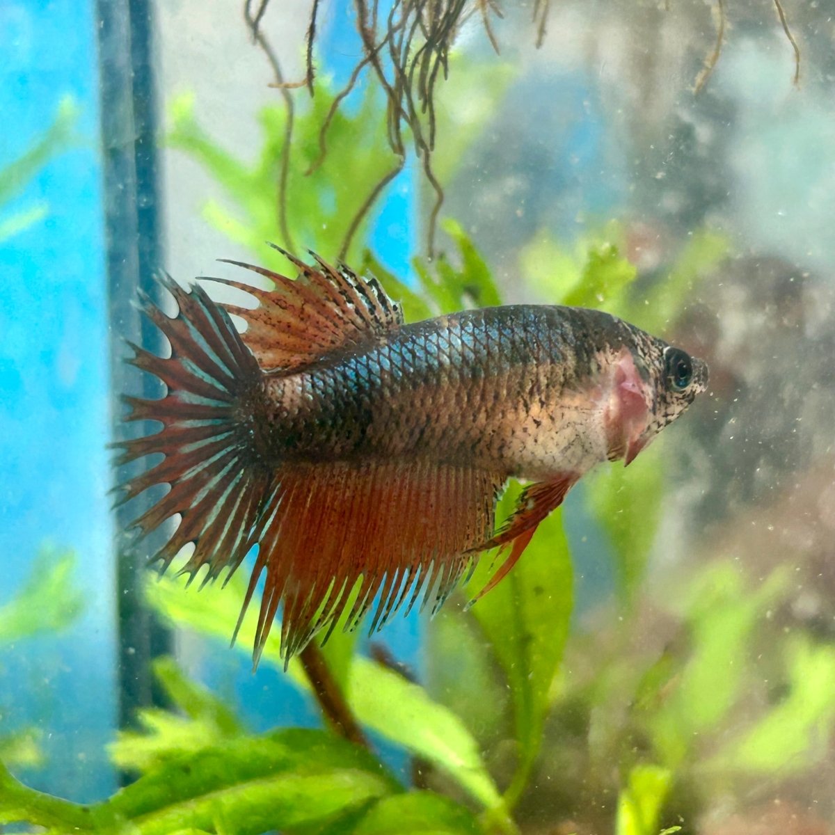 Koi Mustard Crowntail - Female Betta