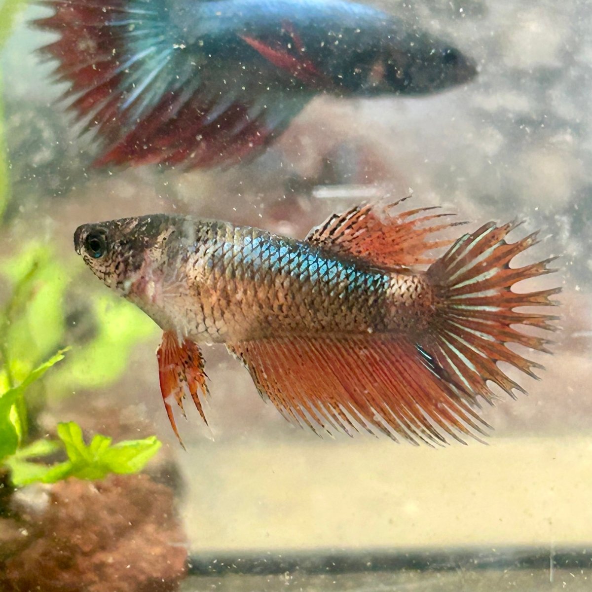Koi Mustard Crowntail - Female Betta