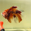 Koi Nemo Halfmoon - Male Betta A105