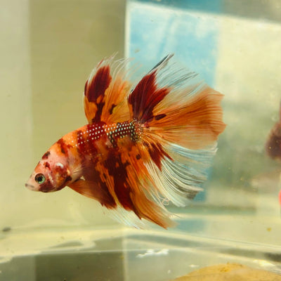 Koi Nemo Halfmoon - Male Betta A105