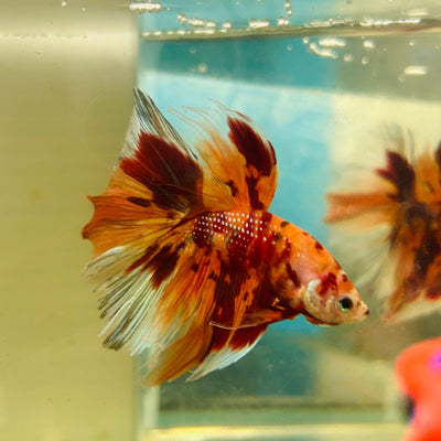 Koi Nemo Halfmoon - Male Betta A105