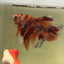 Koi Nemo Halfmoon - Male Betta A105