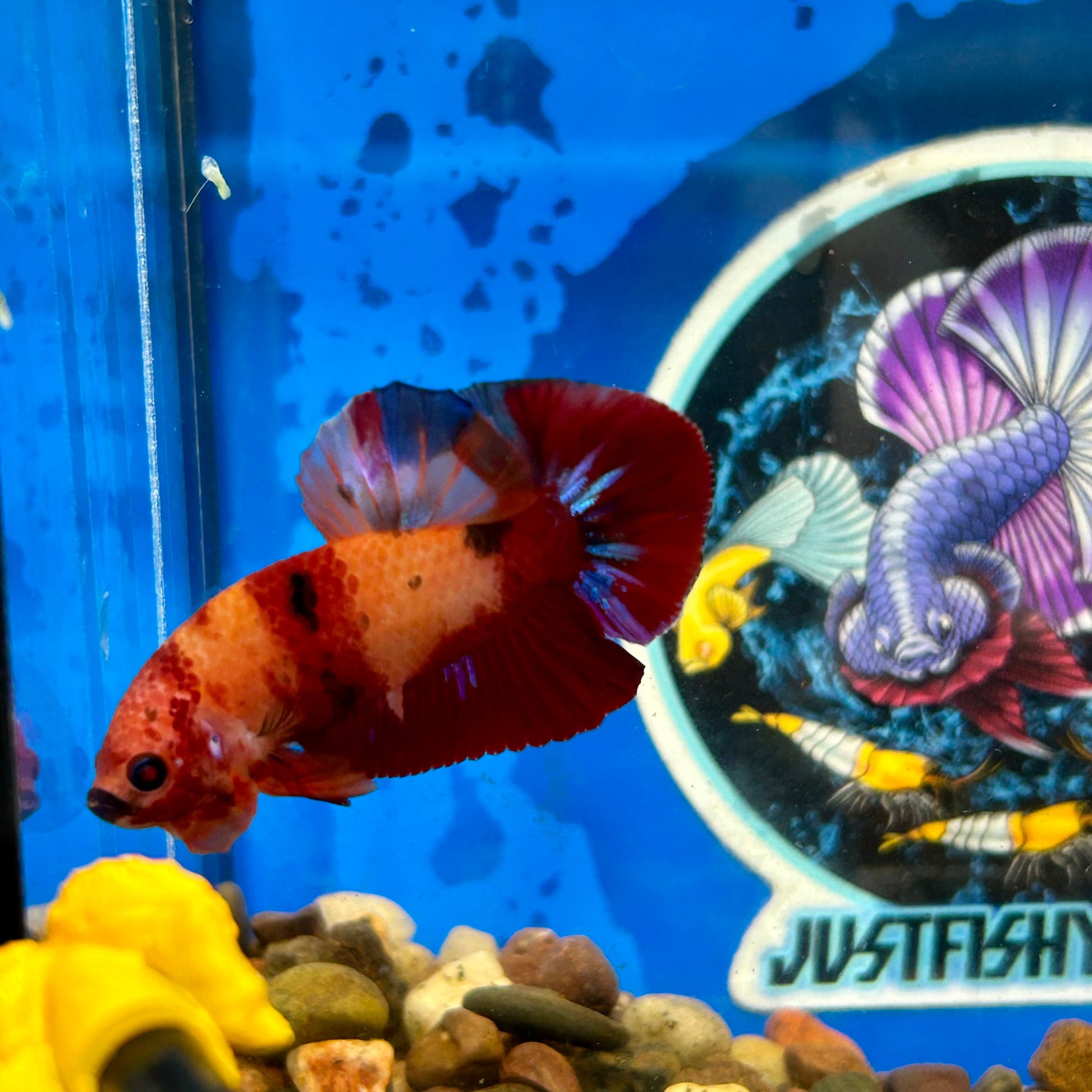 Koi Nemo Plakat - Male Betta 077