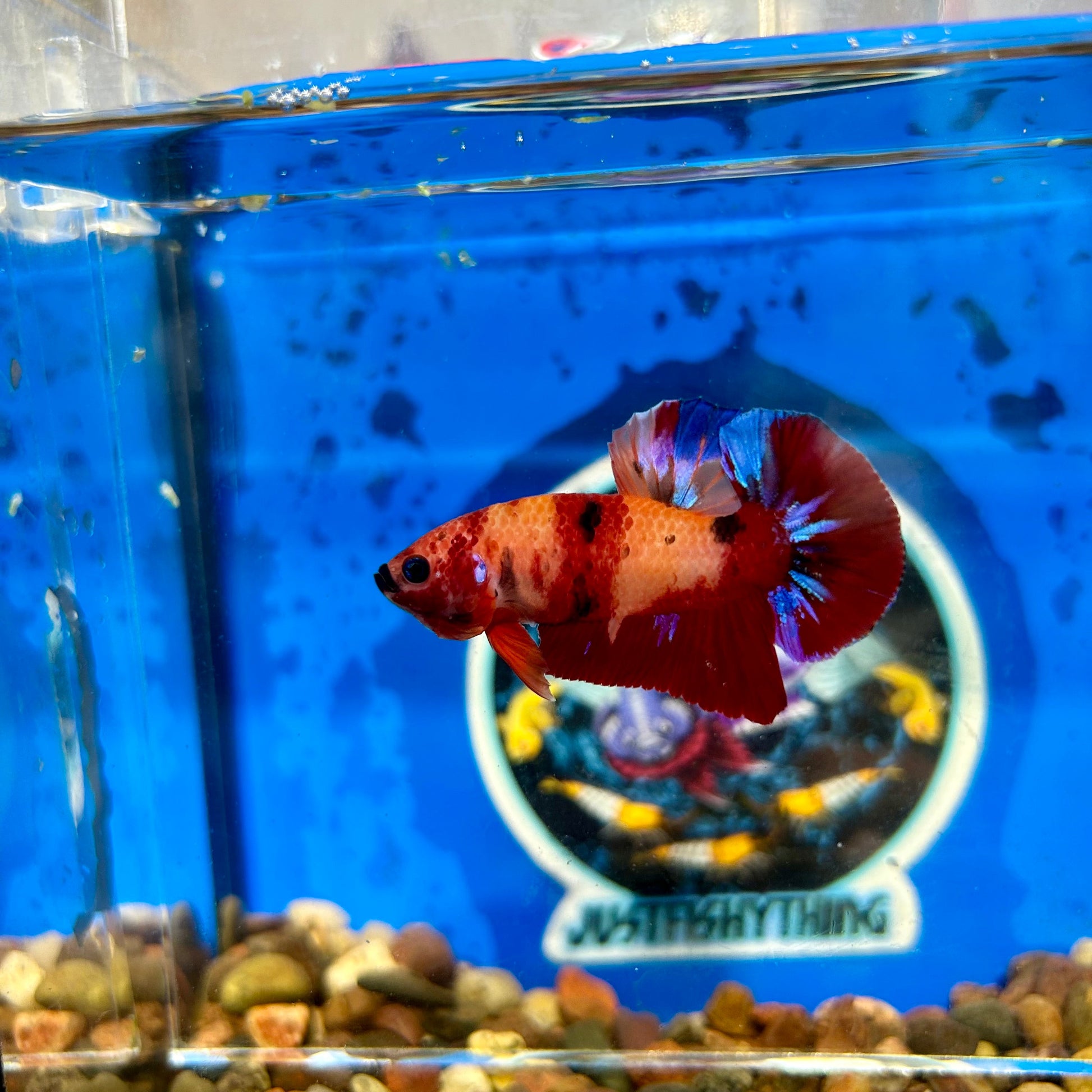 Koi Nemo Plakat - Male Betta 077