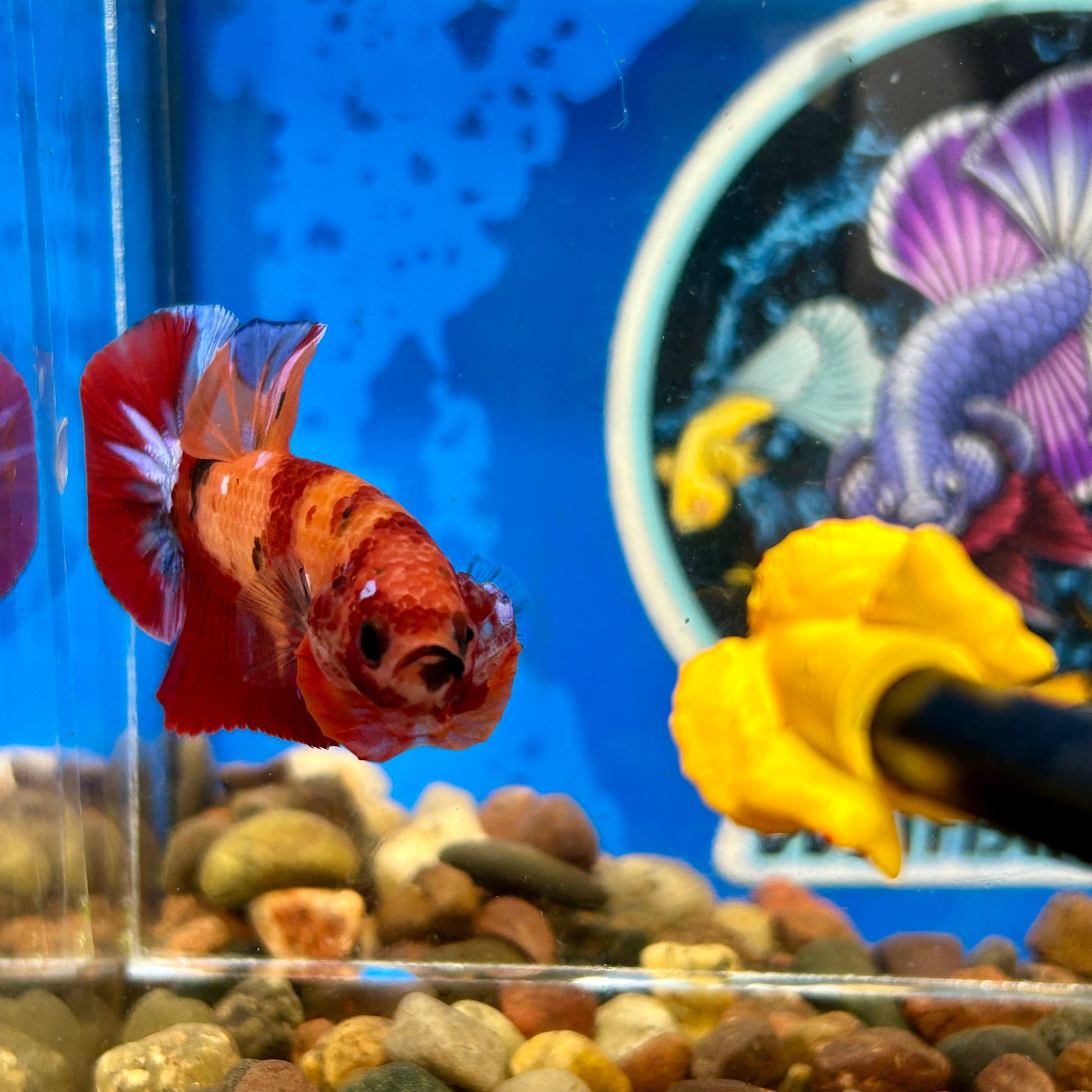 Koi Nemo Plakat - Male Betta 077