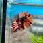 Koi Nemo Plakat - Male Betta 081