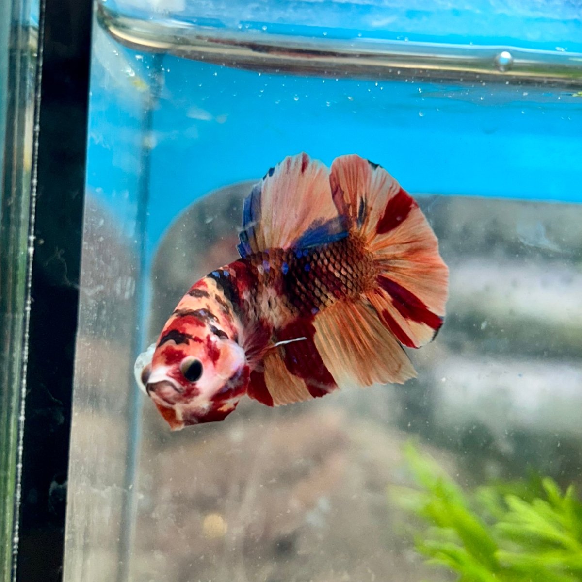 Koi Nemo Plakat - Male Betta 081