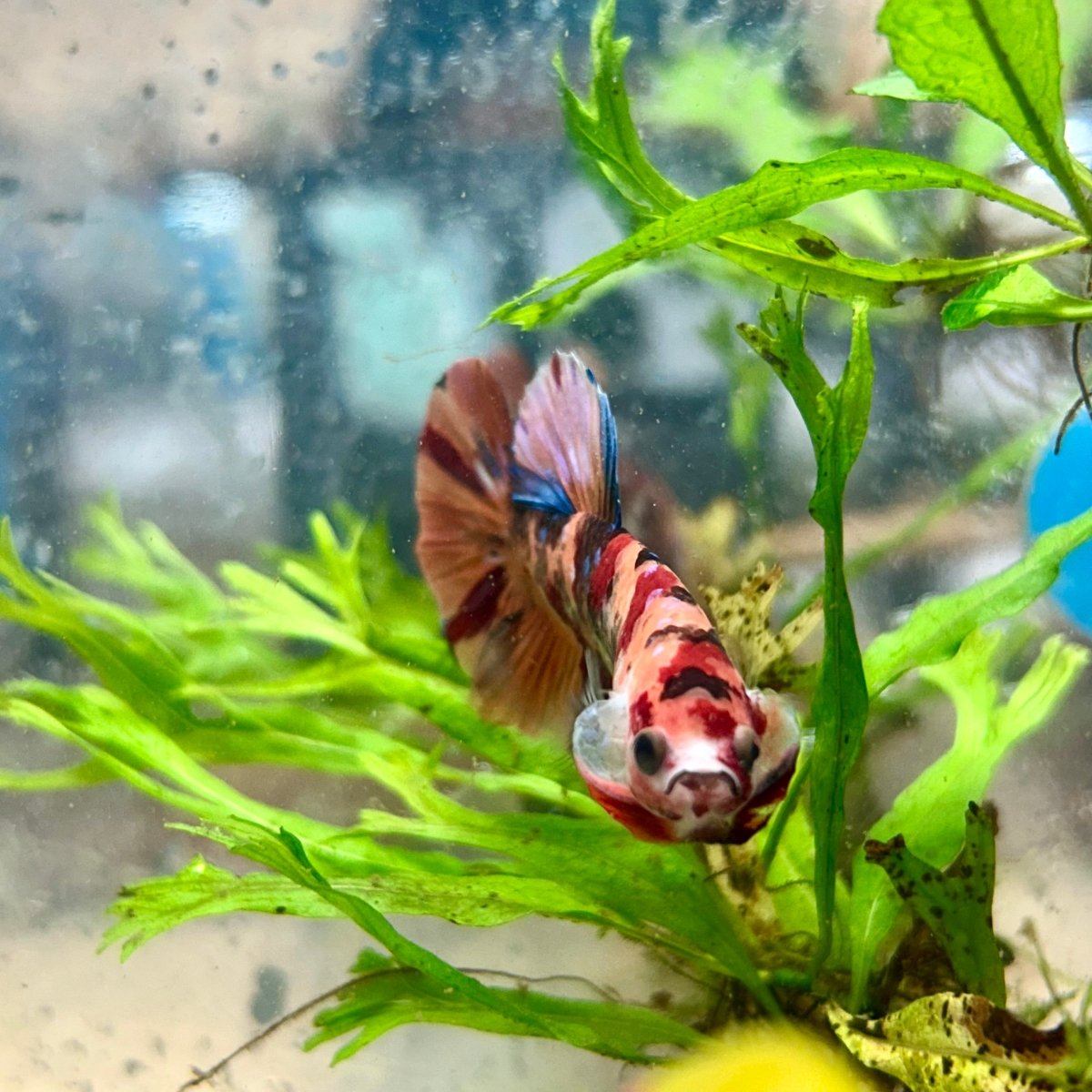 Koi Nemo Plakat - Male Betta 081