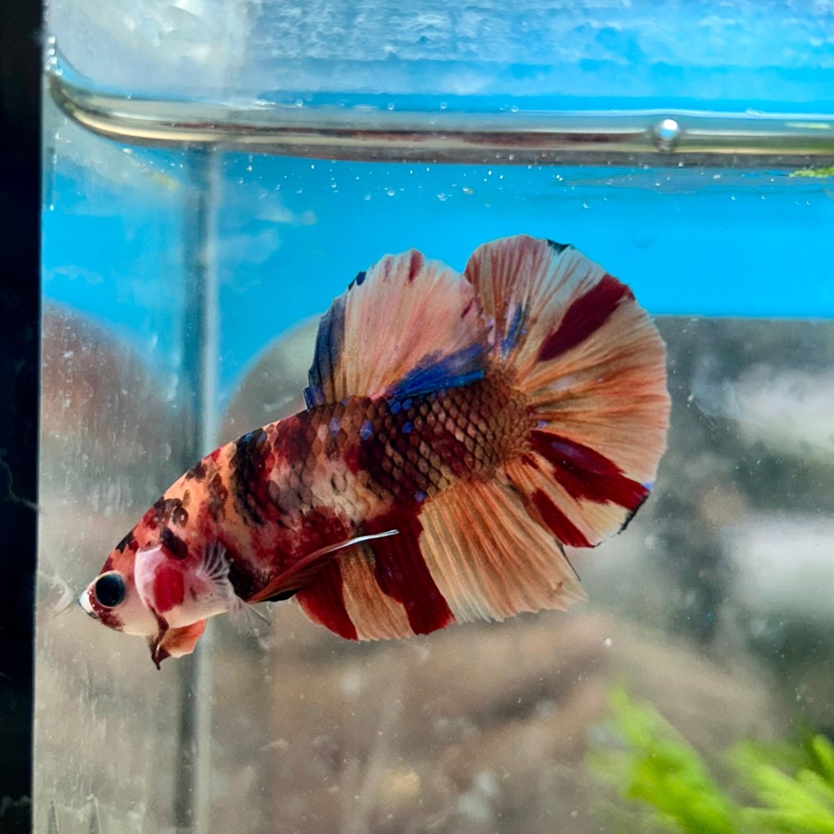 Koi Nemo Plakat - Male Betta 081