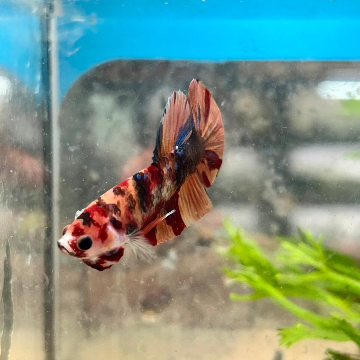 Koi Nemo Plakat - Male Betta 081