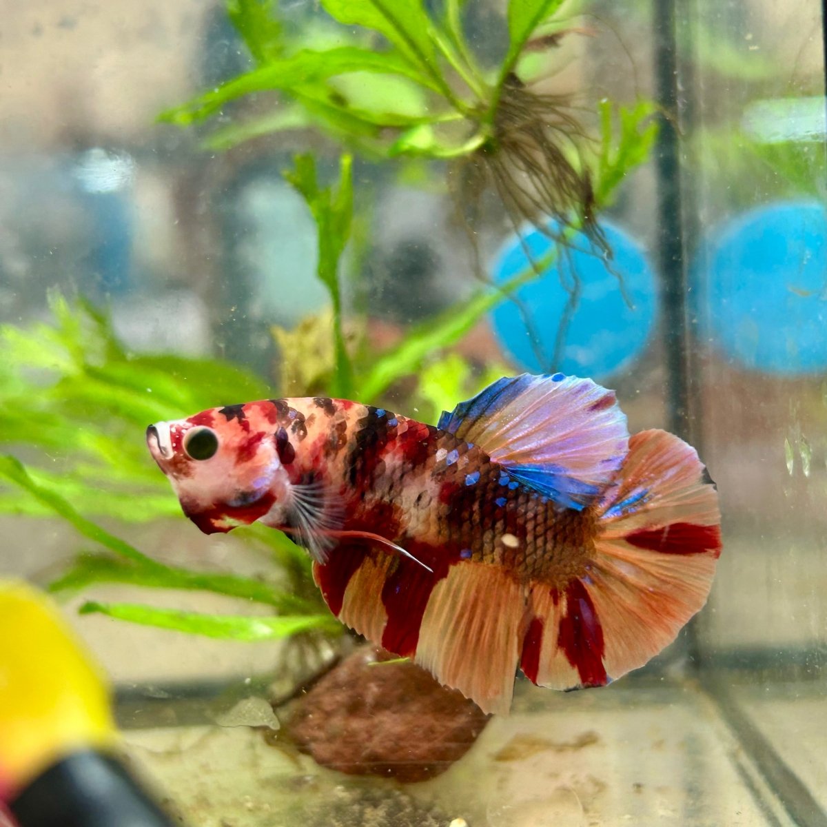 Koi Nemo Plakat - Male Betta 081