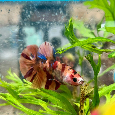 Koi Nemo Plakat - Male Betta 081