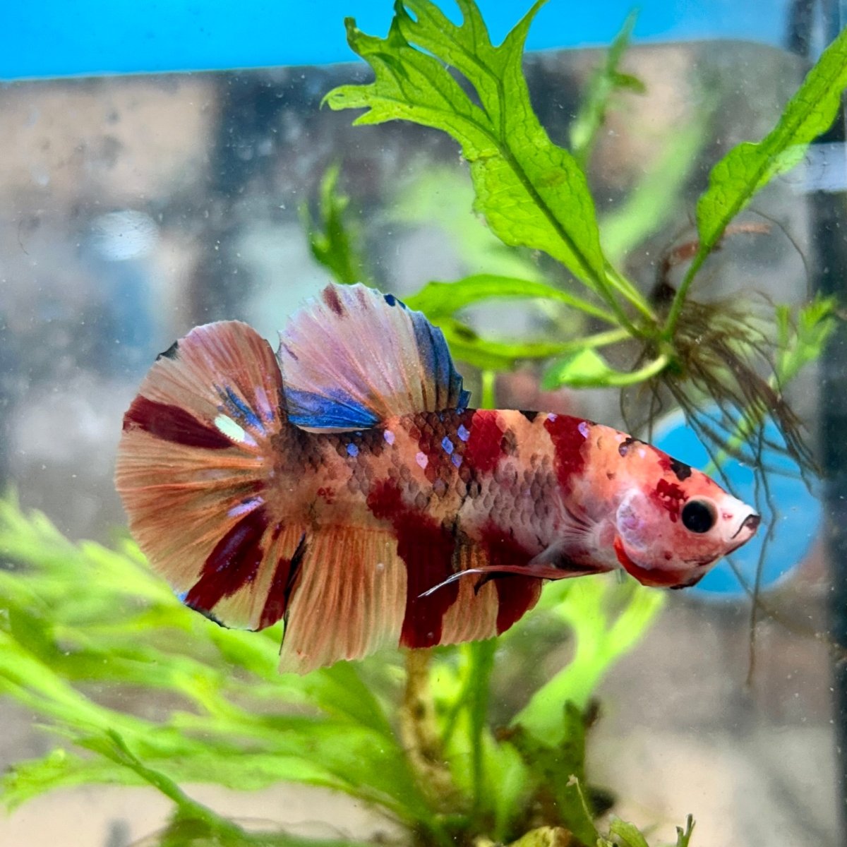Koi Nemo Plakat - Male Betta 081