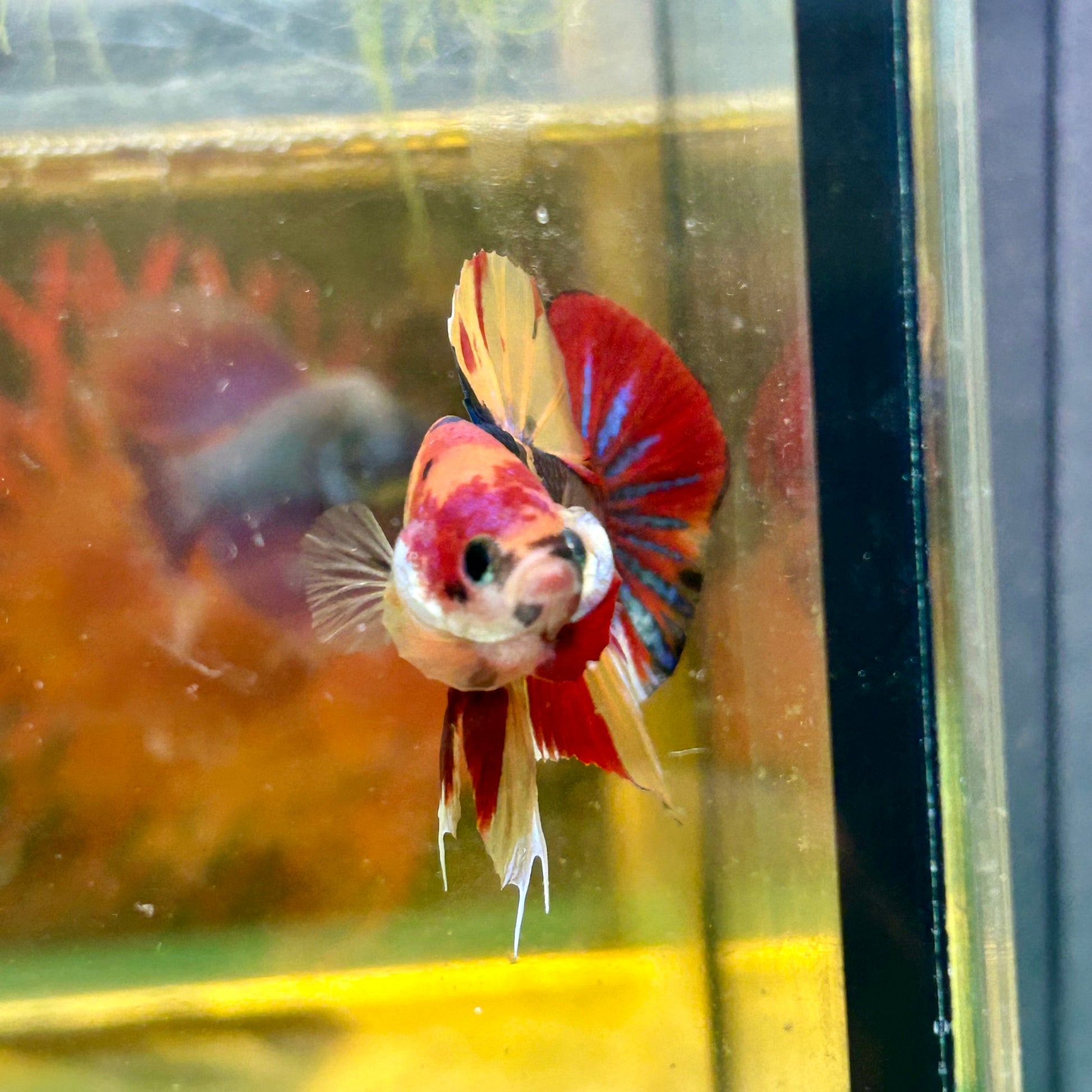 Koi Nemo Plakat - Male Betta 70