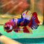 Koi Nemo Plakat - Male Betta 70