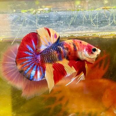 Koi Nemo Plakat - Male Betta 70