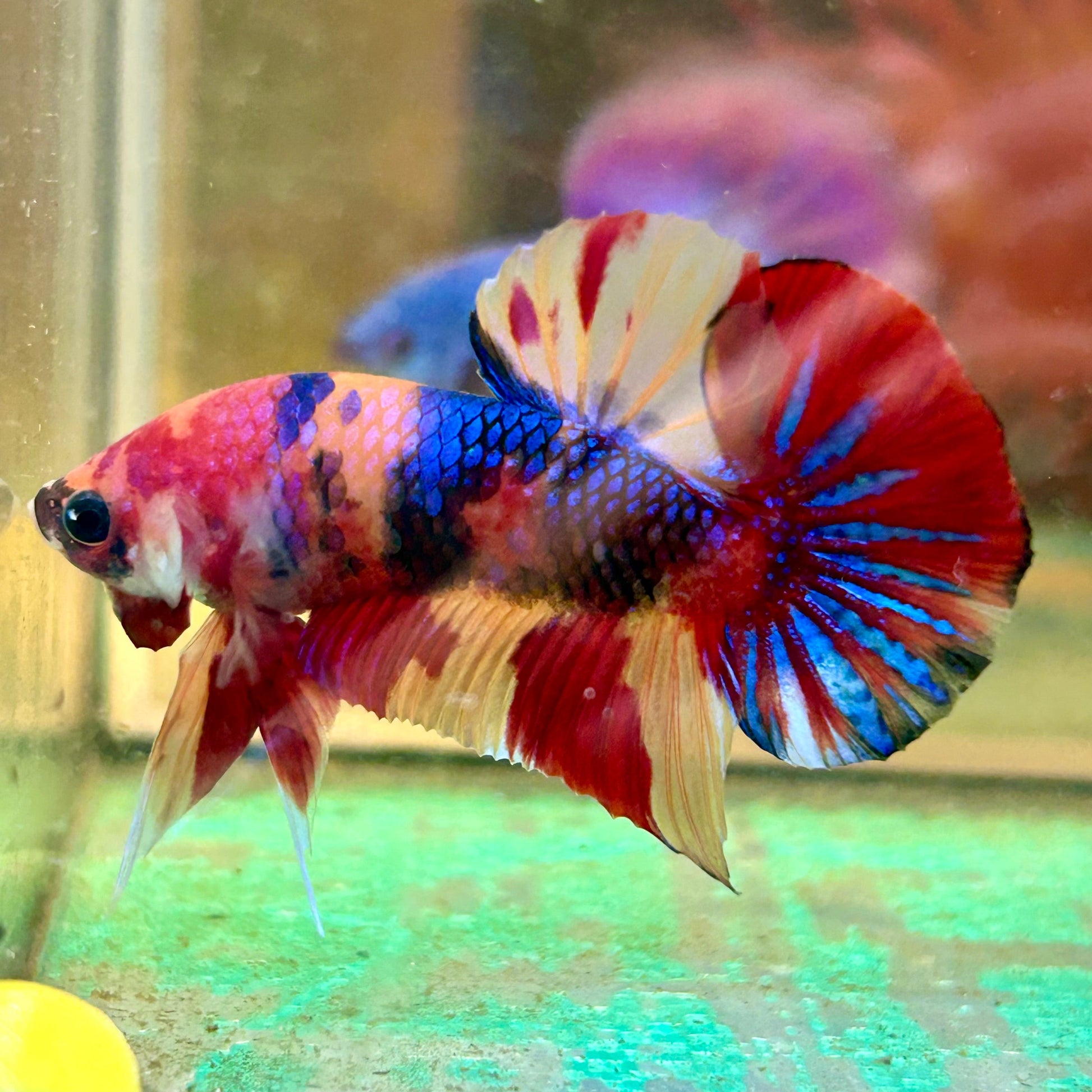 Koi Nemo Plakat - Male Betta 70